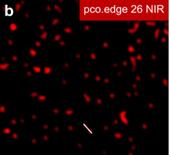 Super-Resolution Structured Illumination Microscopy of Cellular Nanopores Using NIR Fluorescent Probes
